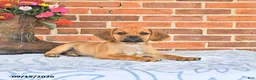 Puggle dogs for sale: Sunnie - Ad 4