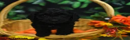 Cockapoo dogs for sale: Smores  - Ad 4