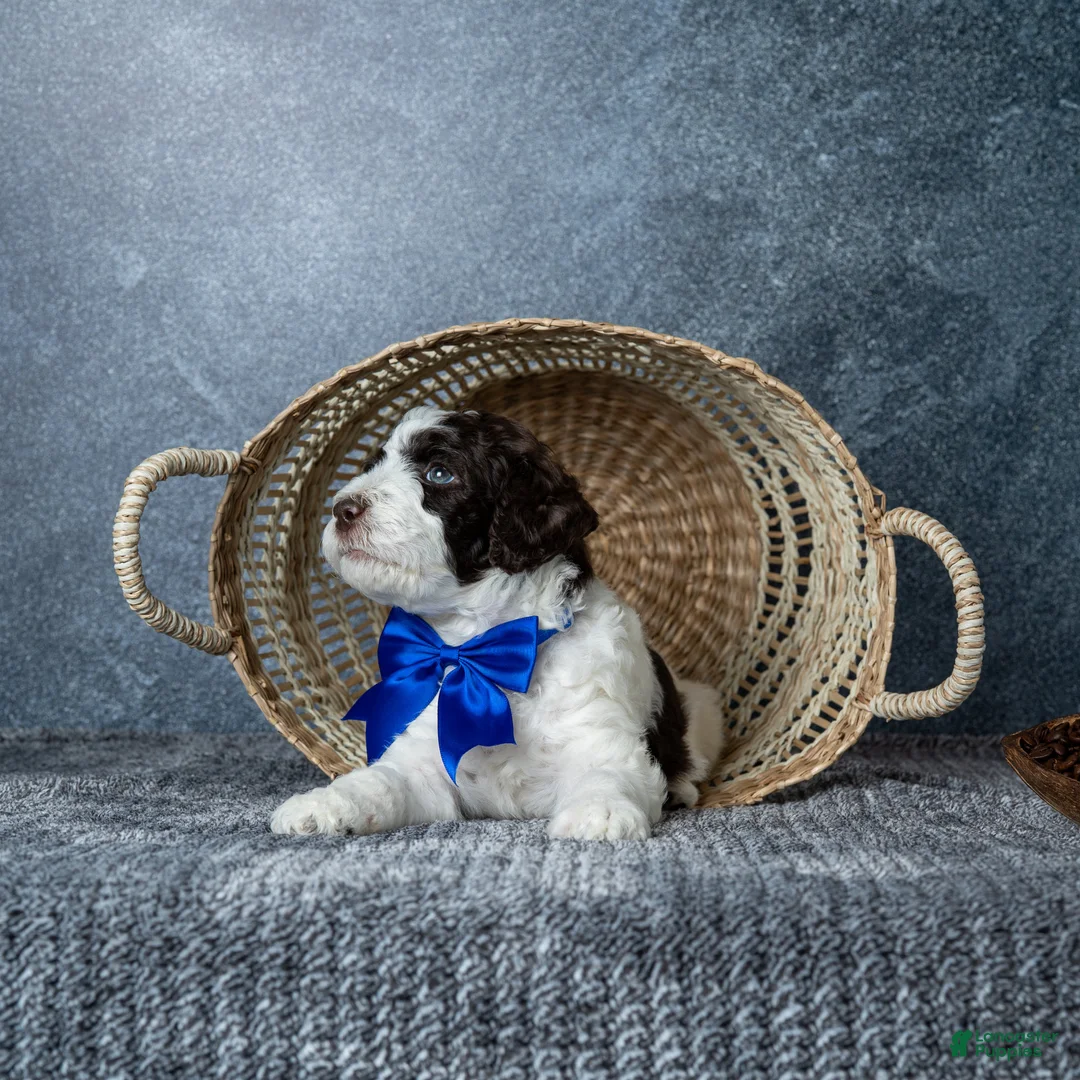 Goldendoodle dogs for sale: Mr. Latte - Ad 2
