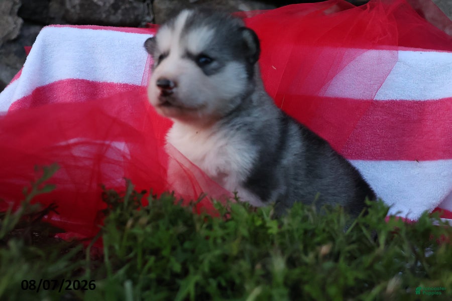Alaskan Malamute dogs Gem - Ad 2