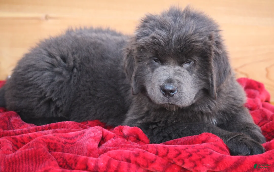 Newfoundland dogs for sale: Tess - Ad 7