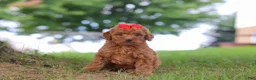 Mini Goldendoodle dogs for sale: Elvira - Ad 2