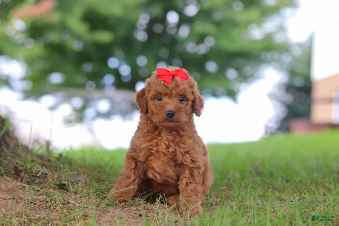 Mini Goldendoodle dogs for sale: Elvira - Ad 2