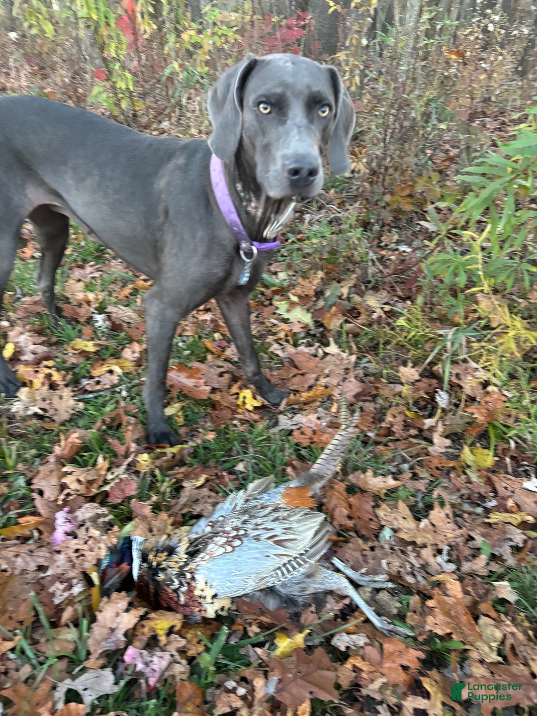 Weimaraner dogs for sale: Blue - Ad 2