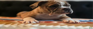 Olde English Bulldogge Puppy Bob