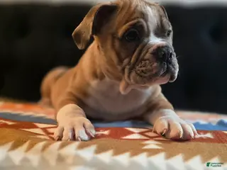 Olde English Bulldogge dogs Olde English Bulldogge Puppy Bob - Ad 23