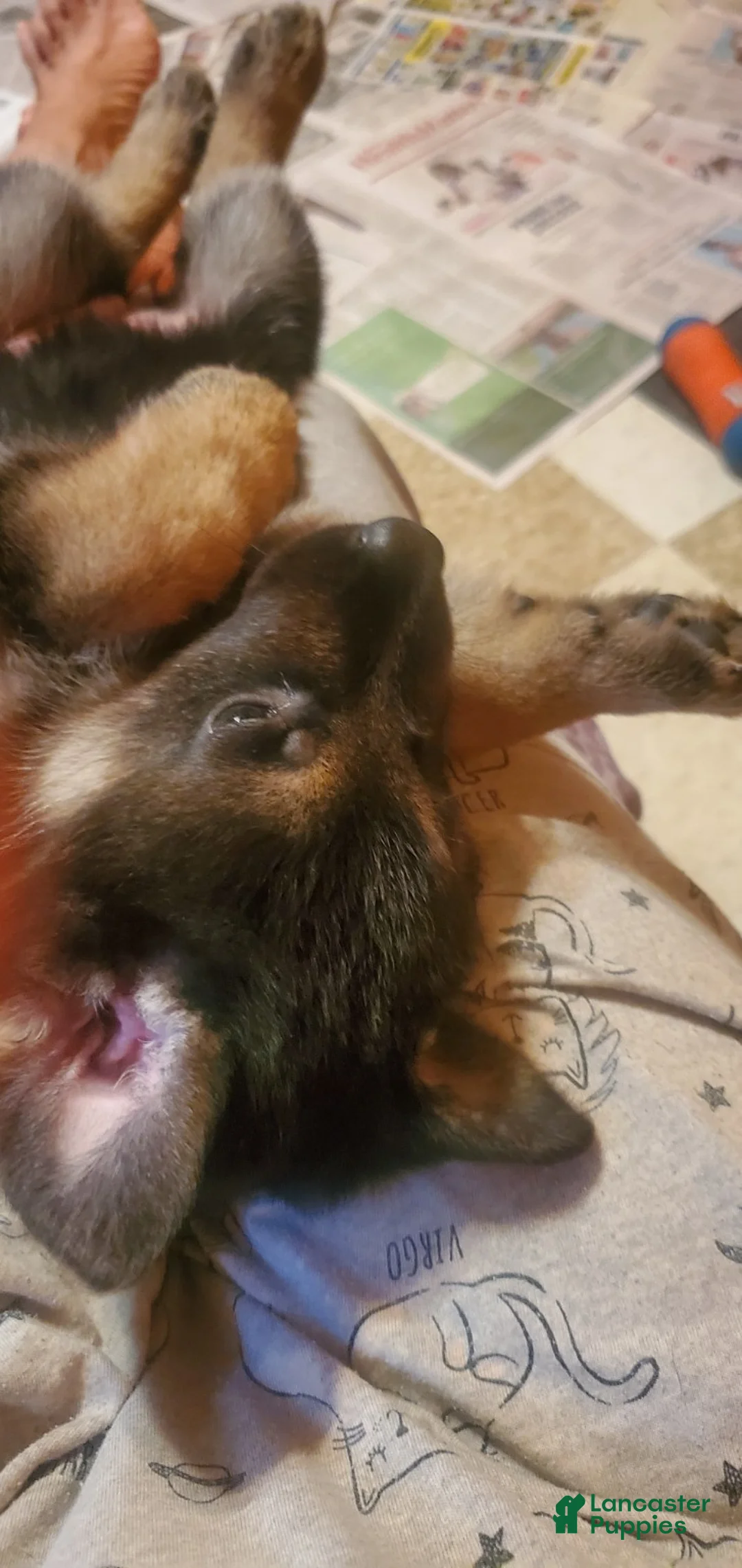German Shepherd dogs for sale: Pinki  - Ad 2