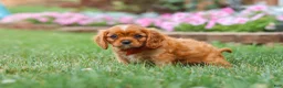 Cavalier King Charles Spaniel dogs for sale: Mason - Ad 5