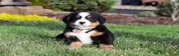 Bernese Mountain Dog dogs for sale: Prince - Ad 5