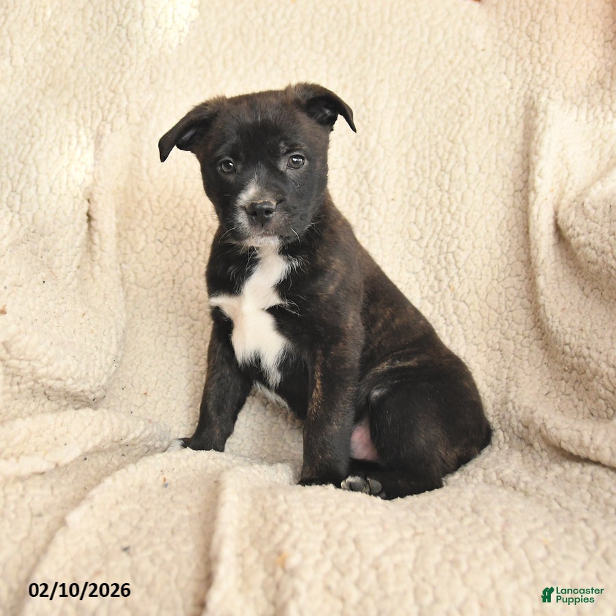 Mixed Breed dogs Mason - Ad 41