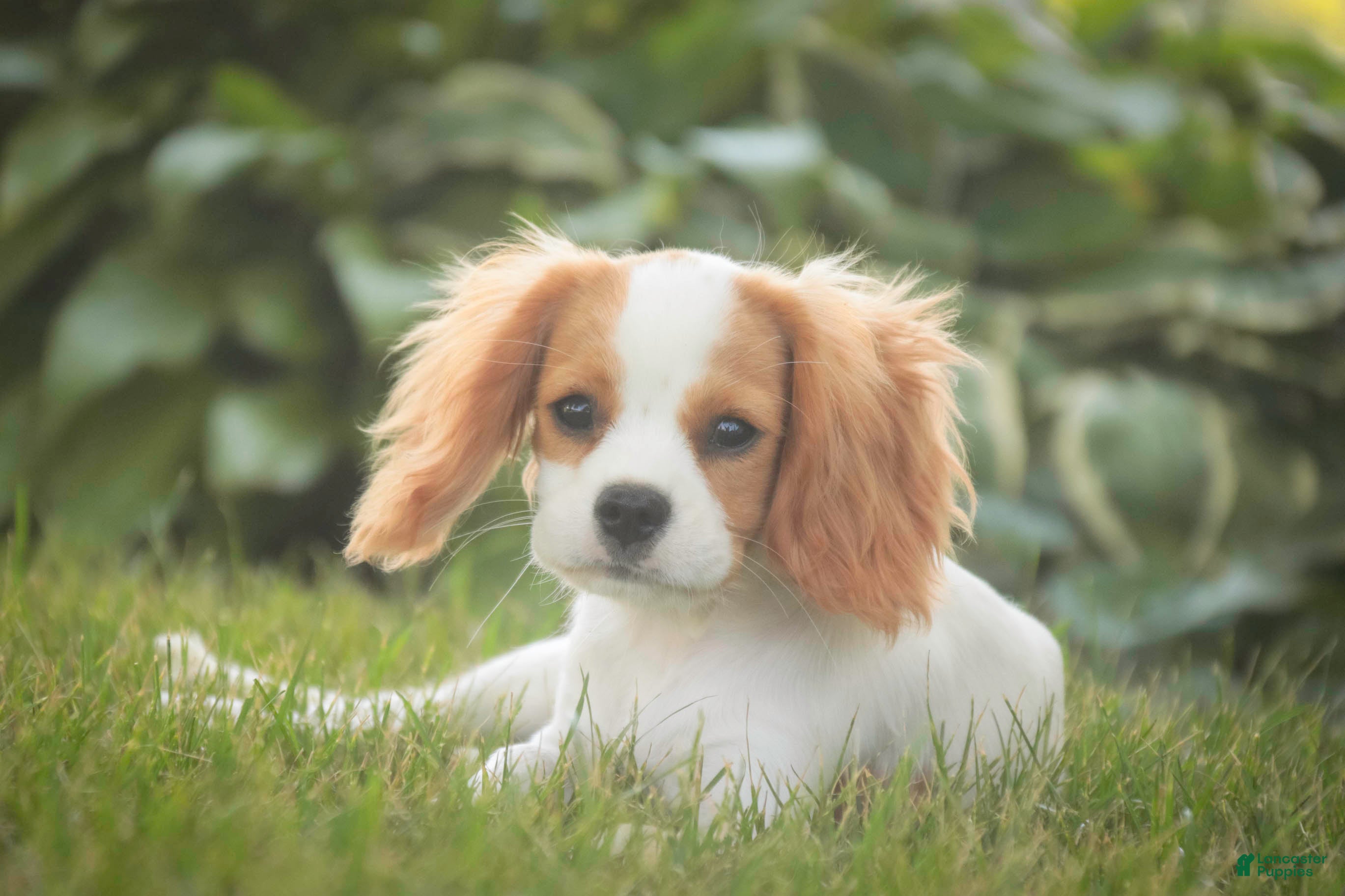Cavalier King Charles Spaniel dogs Lars - Ad 1