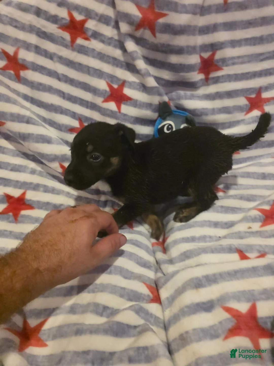 Mixed Breed dogs for sale: Mixed Breed 7 - Ad 1