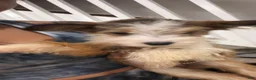 Mixed Breed dogs for sale: Mixed Breed 1 - Ad 3