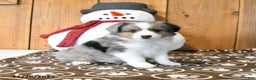Miniature Australian Shepherd dogs for sale: Vixen - Ad 1