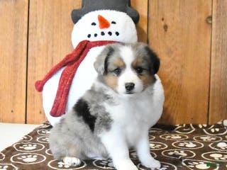 Miniature Australian Shepherd dogs Vixen - Ad 32