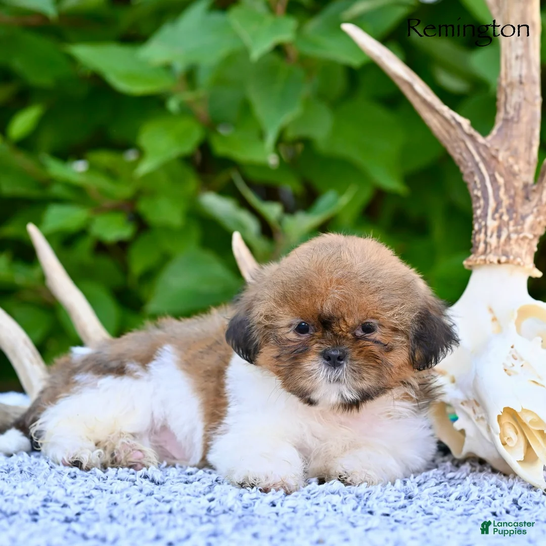 Shih Tzu dogs for sale: Remi - Ad 8