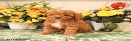 Miniature Poodle dogs for sale: Lily - Ad 2