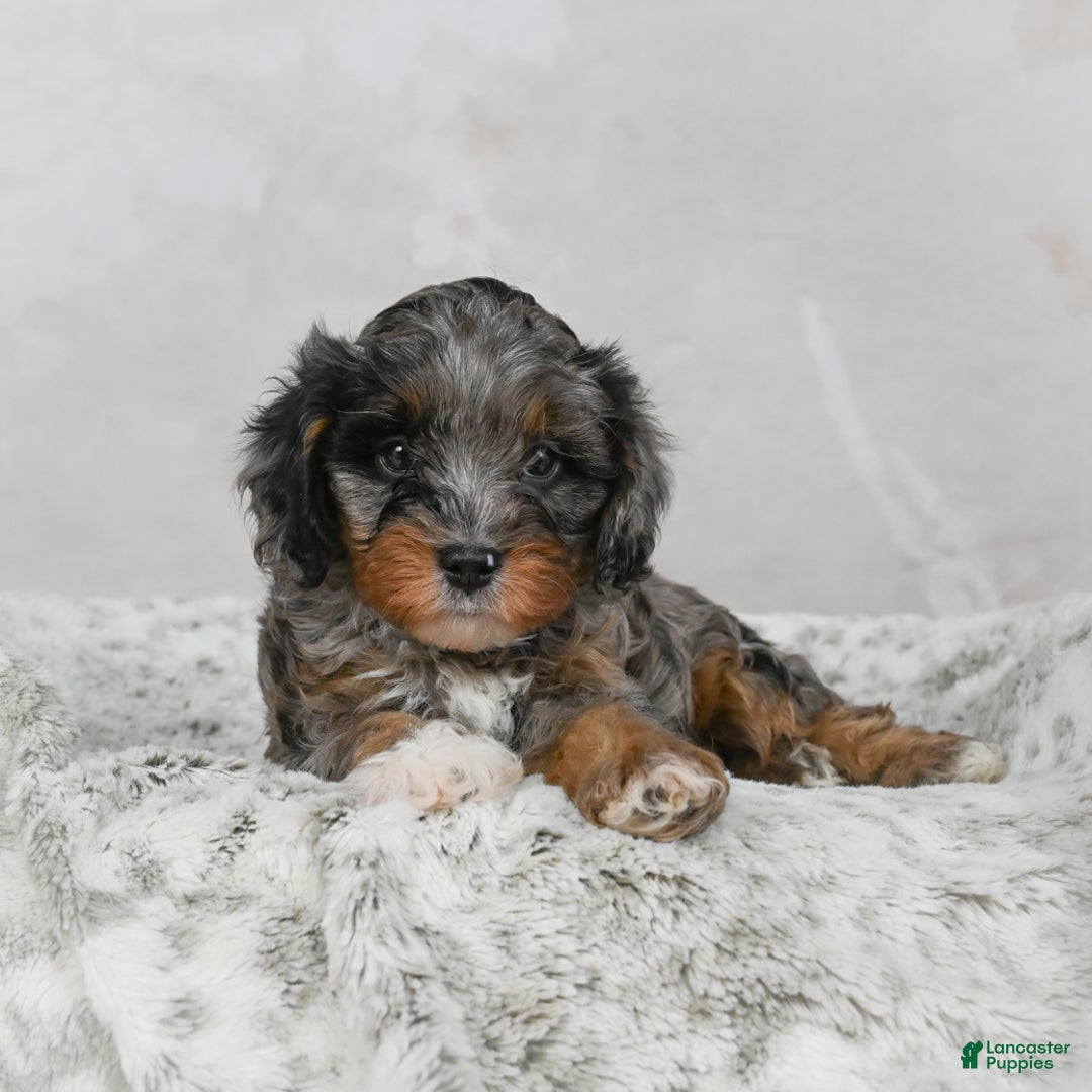Cavapoo dogs for sale: Leo - Ad 6