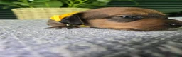Miniature Dachshund dogs for sale: Bandit - Ad 2