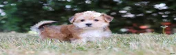 Morkie dogs for sale: Jana - Ad 5