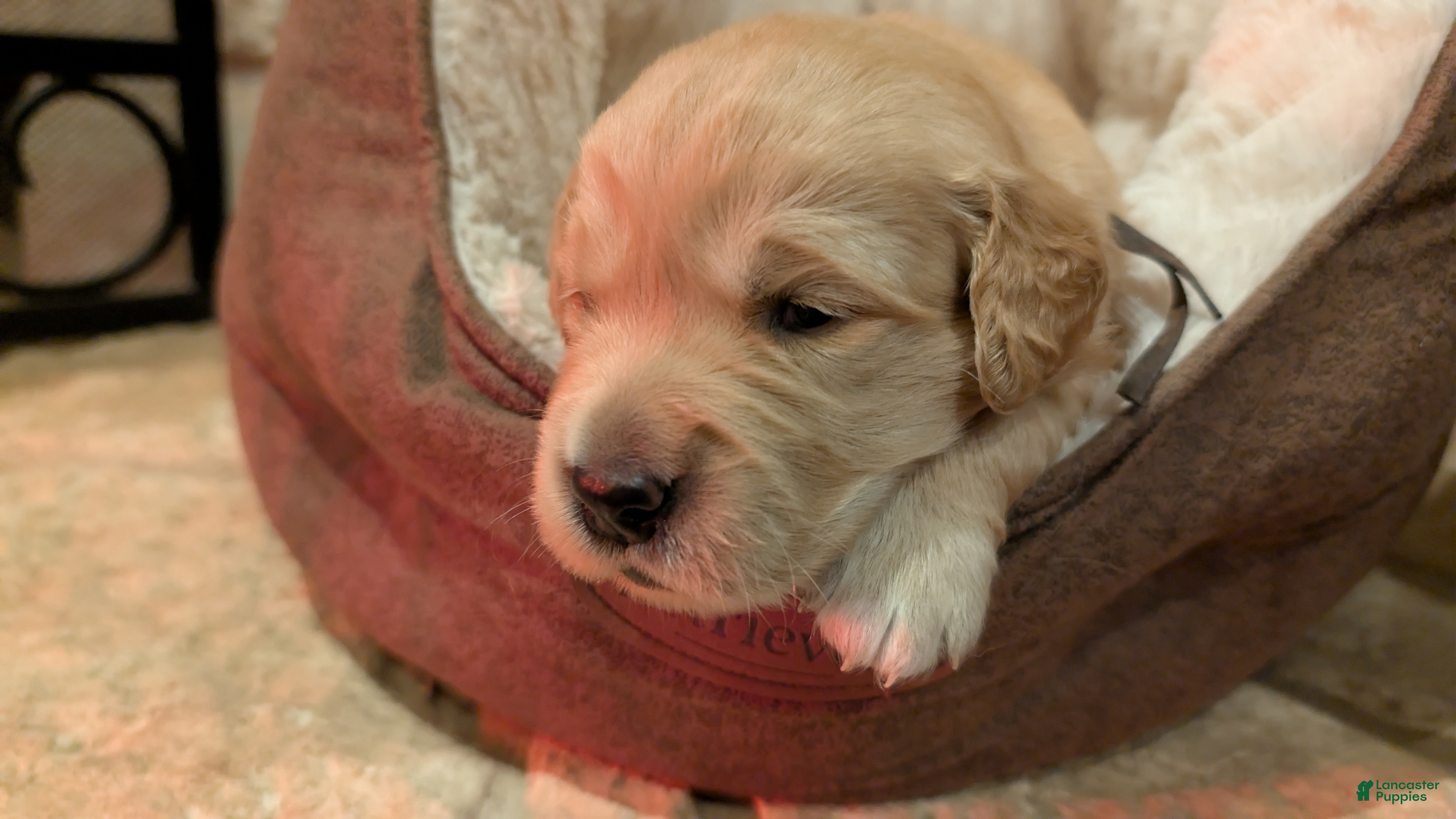 Golden Retriever dogs Golden Retriever (Brown Collar) - Ad 1