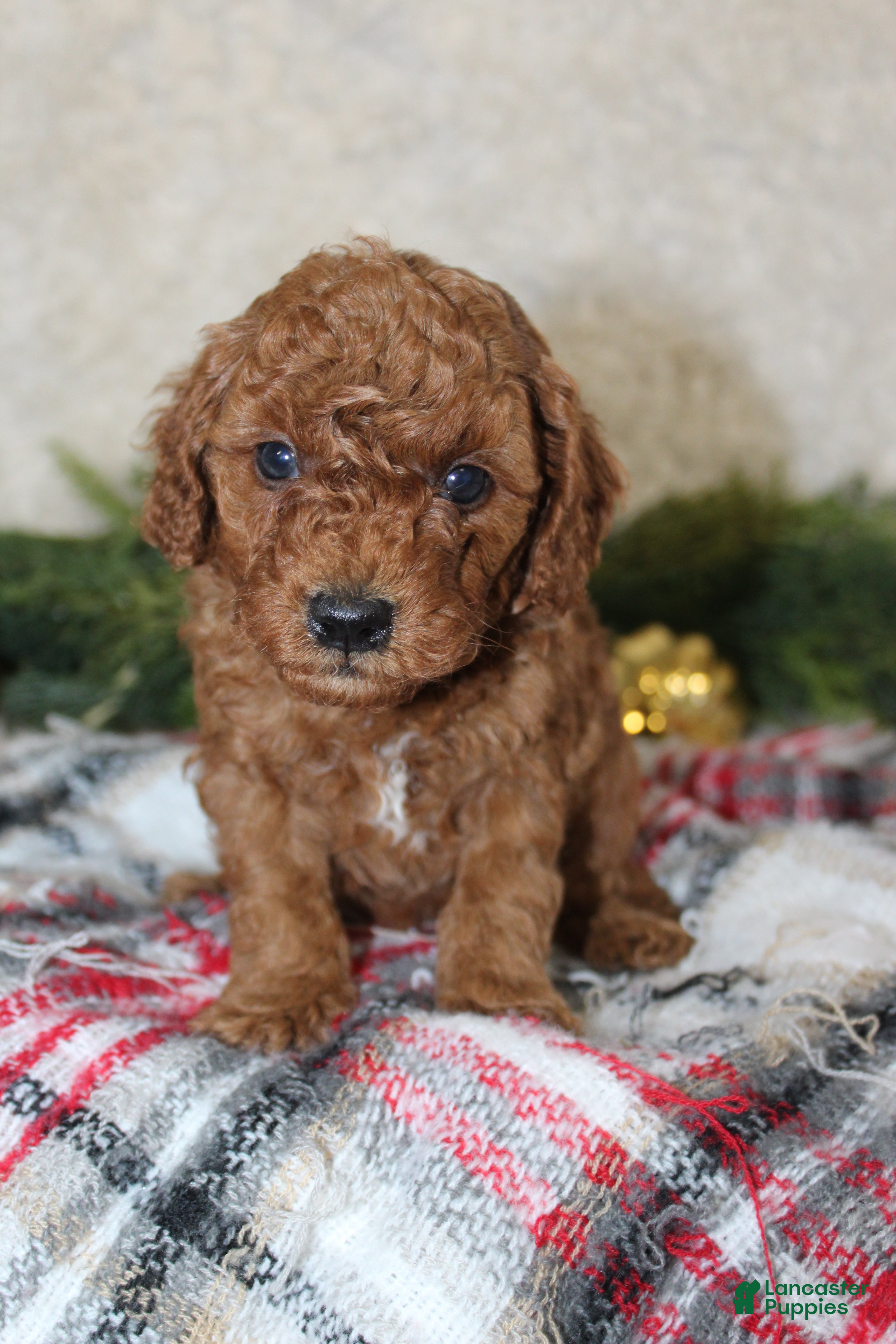 Cavapoo dogs Cavapoo Puppy 1 - Ad 7