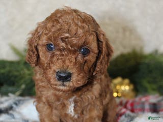 Cavapoo dogs Cavapoo Puppy 1 - Ad 30