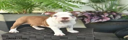Boston Terrier dogs for sale: Rosemary  - Ad 4