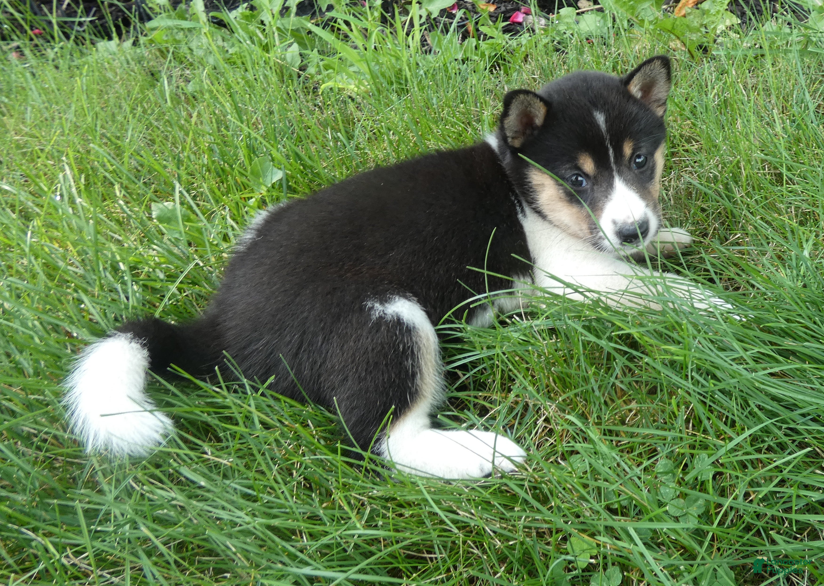 Shiba Inu dogs Shiba Inu 6 Kara - Ad 27