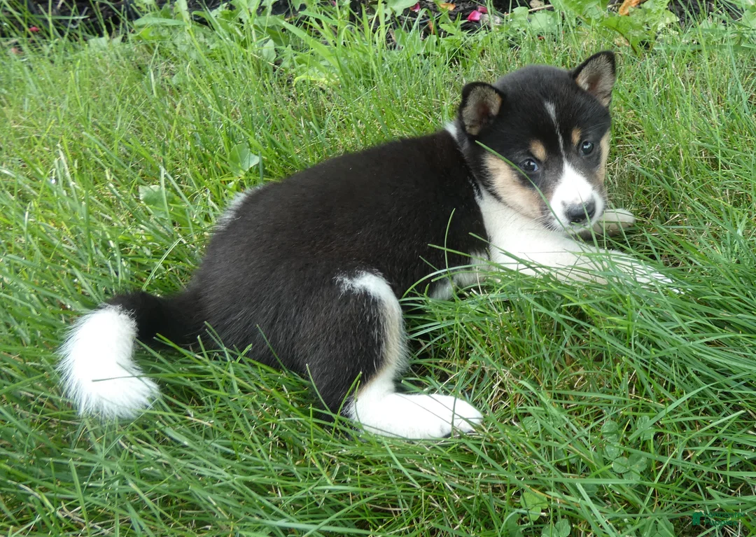 Shiba Inu dogs for sale: Shiba Inu 6 Kara - Ad 1