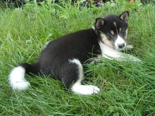 Shiba Inu dogs Shiba Inu 6 Kara - Ad 27