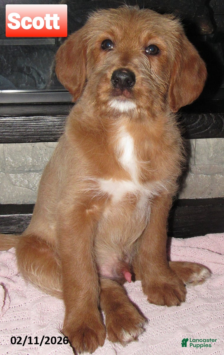 Labradoodle dogs Scott - Ad 1