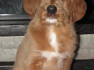 Labradoodle dogs Scott - Ad 1