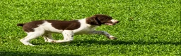 Brittany Spaniel dogs for sale: Hank - Ad 5