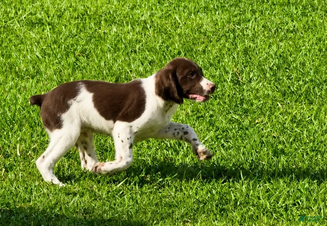 Brittany Spaniel dogs for sale: Hank - Ad 5