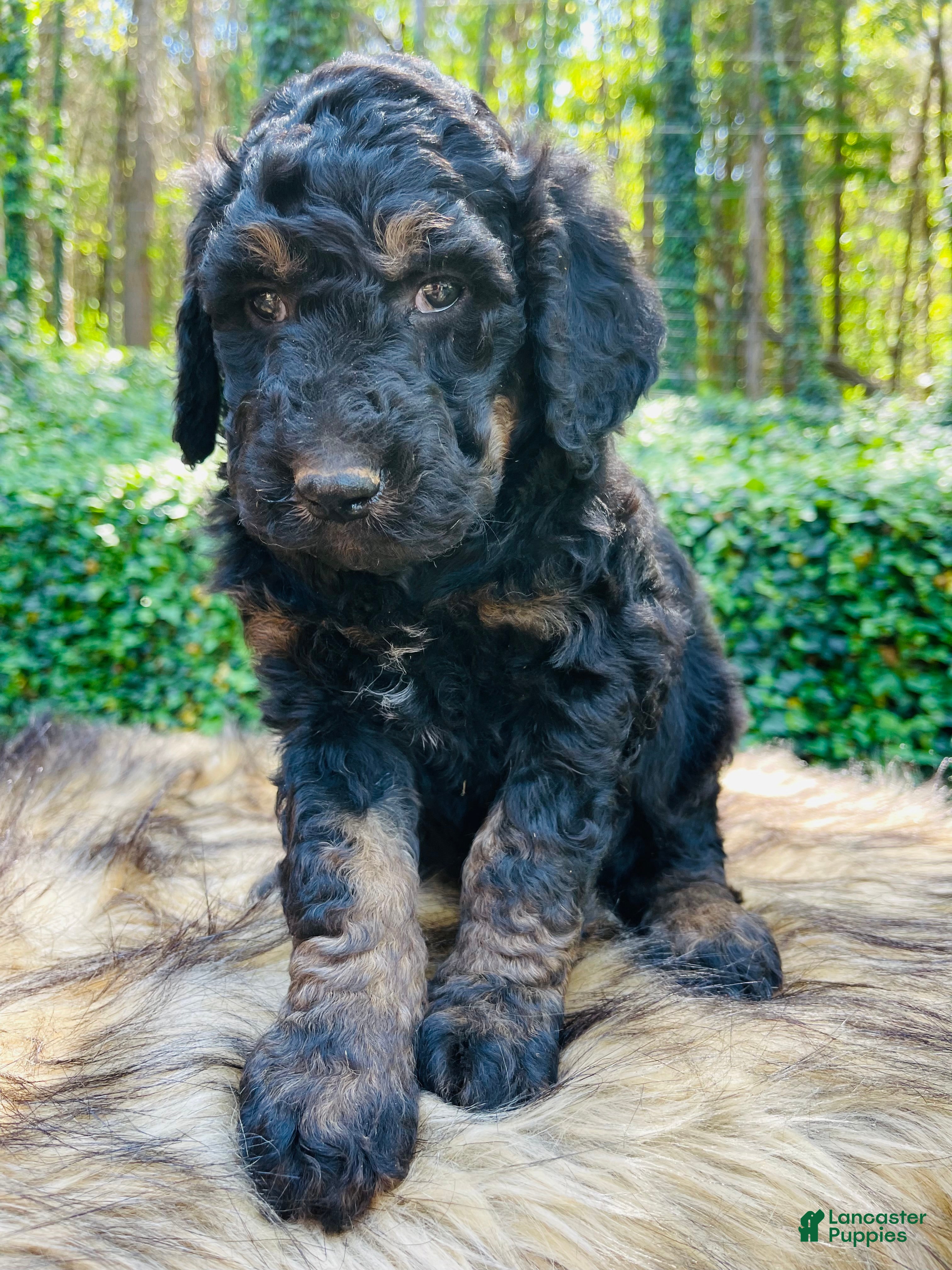 Bernedoodle dogs Kiwi  - Ad 1