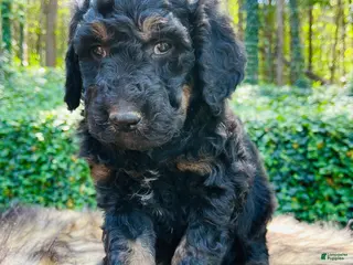 Bernedoodle dogs for sale: Kiwi - Ad 3