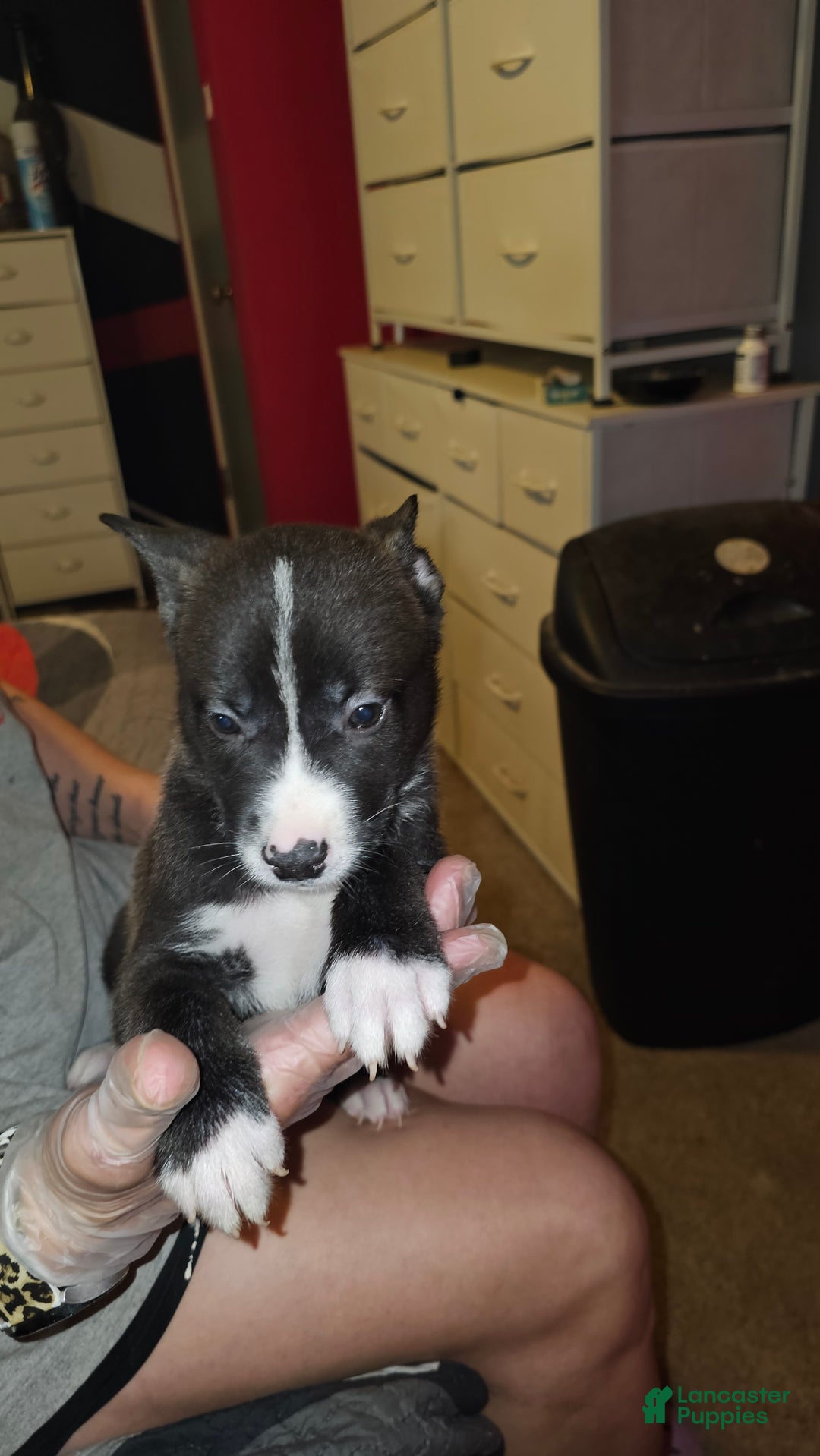 Mixed Breed dogs for sale: Mia - Ad 3