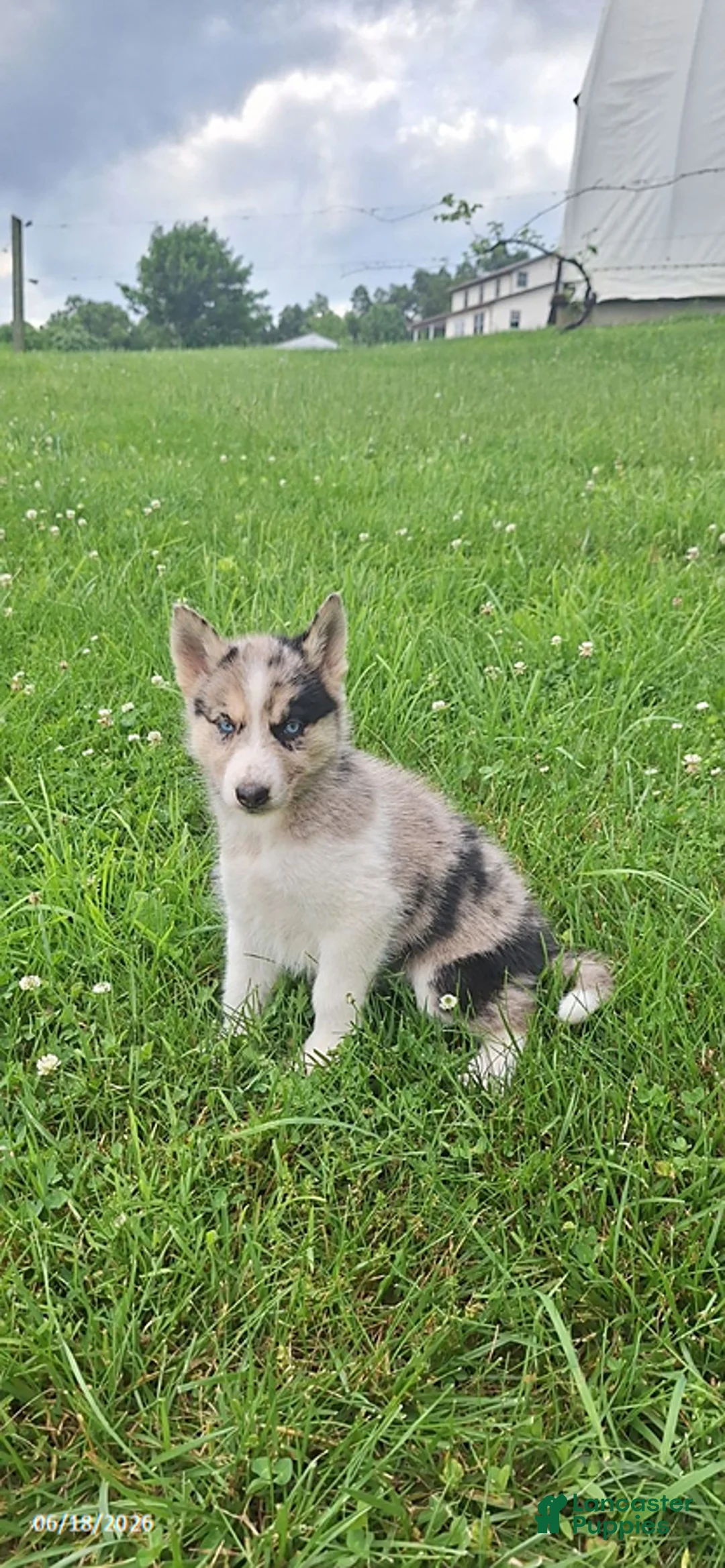 Mixed Breed dogs for sale: Princess - Ad 2