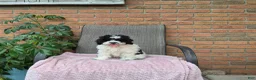 Cockapoo dogs for sale: Izzy - Ad 5