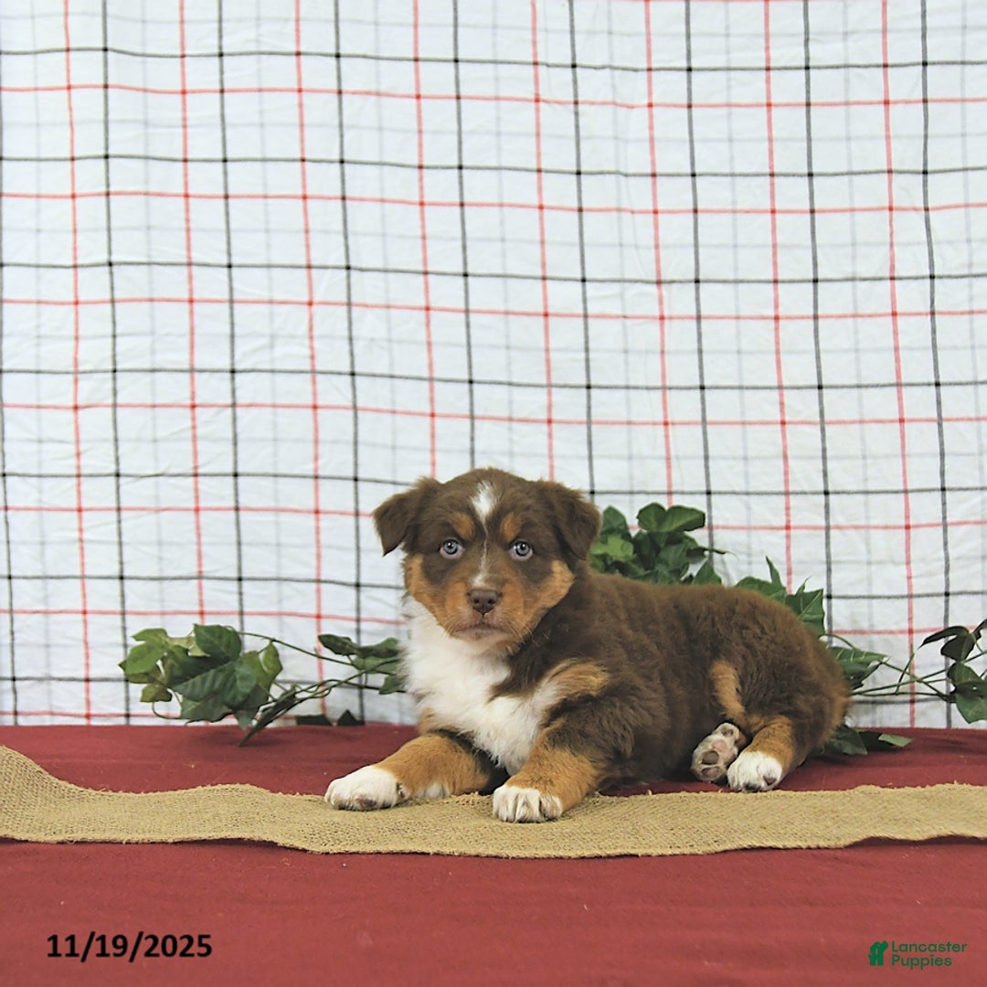 Australian Shepherd dogs for sale: Tinsel - Ad 7