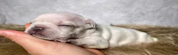 Frenchton dogs for sale: Mr. Archie - Ad 11