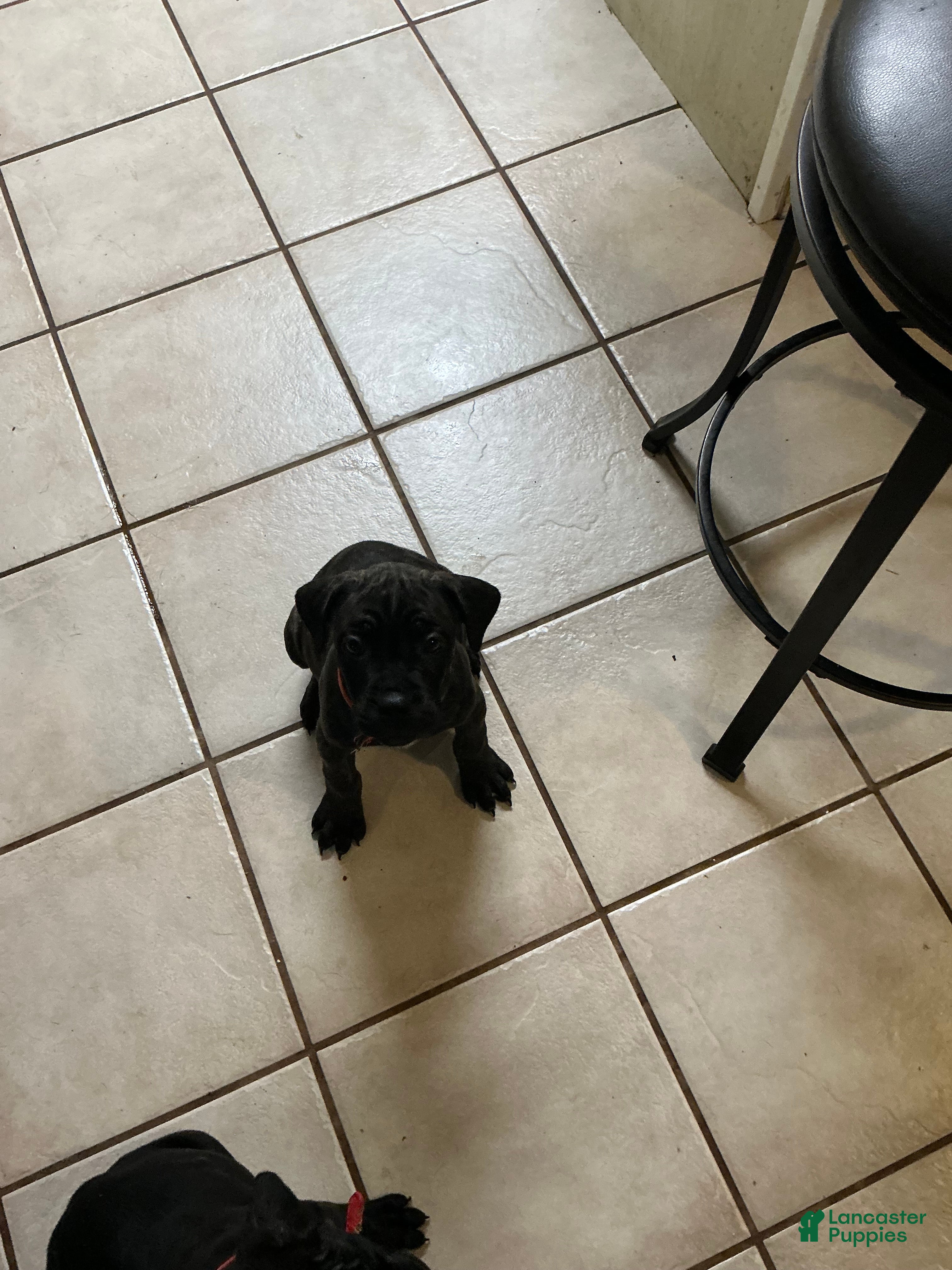 Cane Corso dogs Princess Tiana - Ad 2