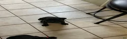 Cane Corso dogs for sale: Princess Tiana - Ad 2