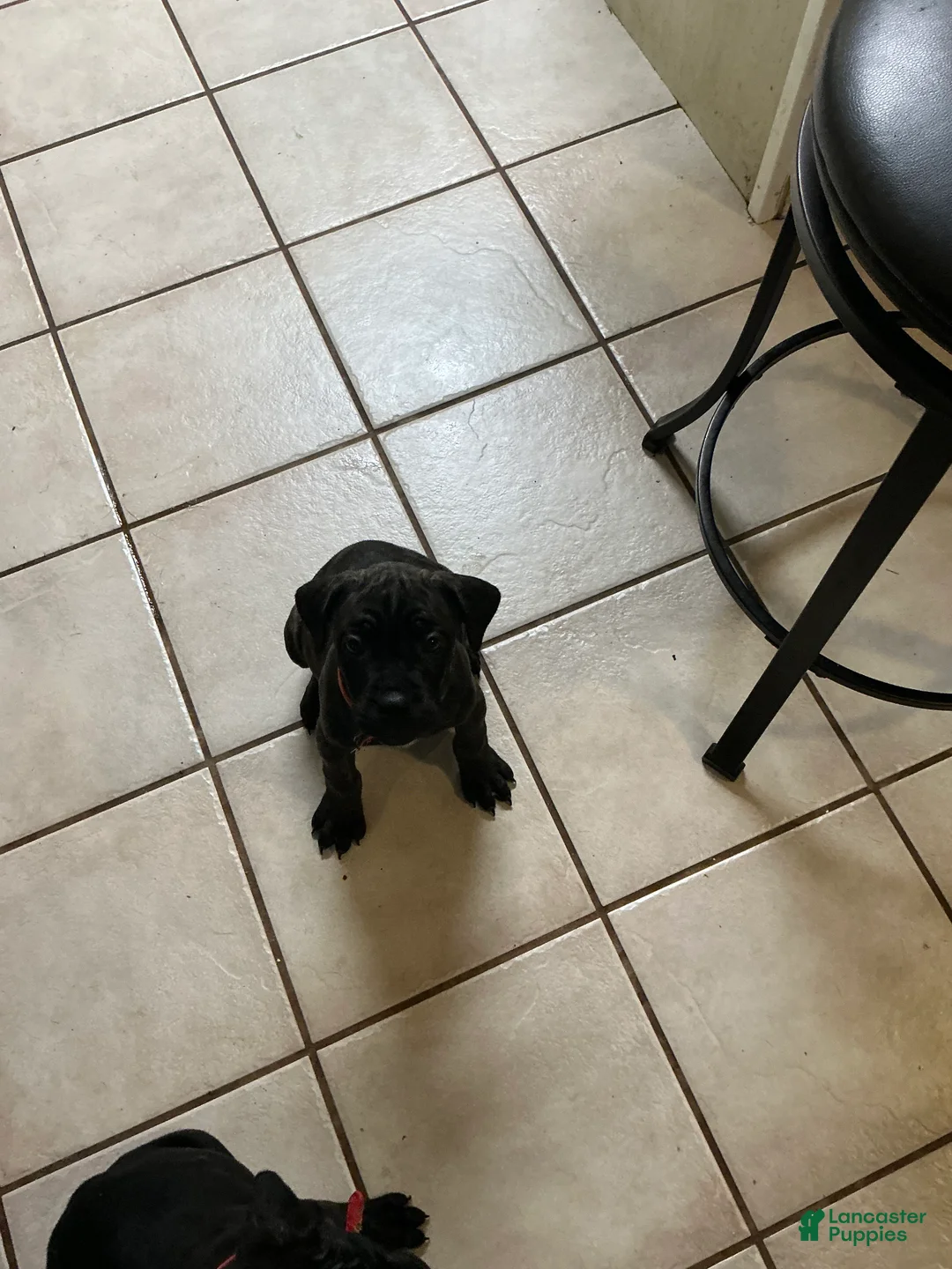 Cane Corso dogs for sale: Princess Tiana - Ad 2