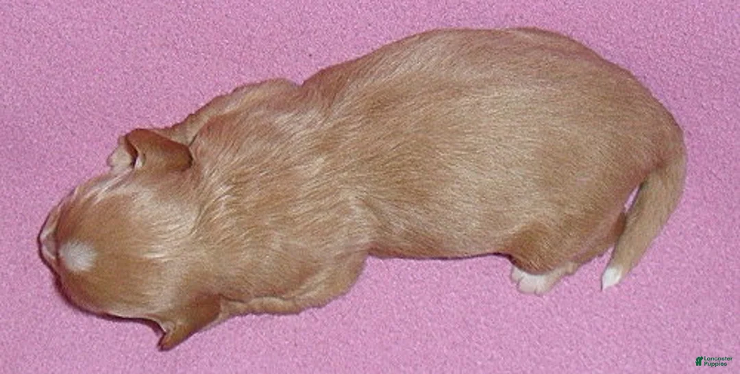 Shihpoo dogs for sale: Punkin - Ad 4