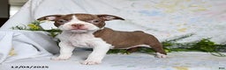 Boston Terrier dogs for sale: Benny - Ad 5