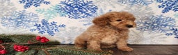 Mini Goldendoodle dogs for sale: Dover - Ad 24