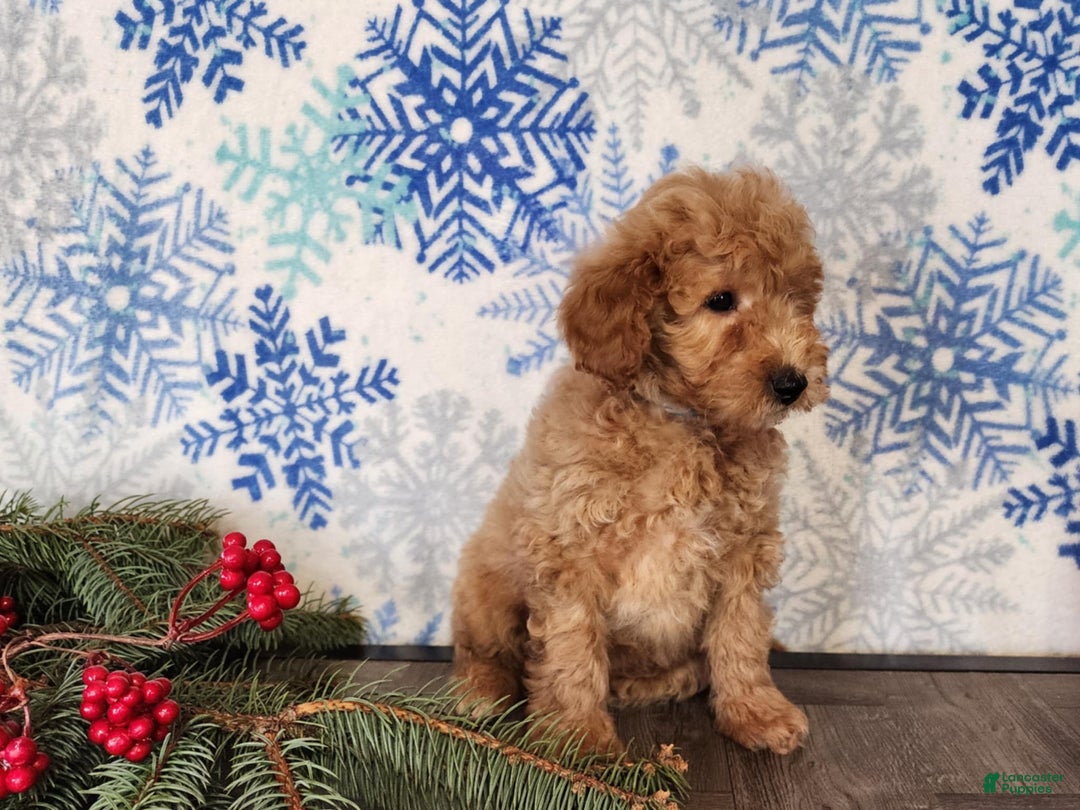 Mini Goldendoodle dogs for sale: Dover - Ad 24