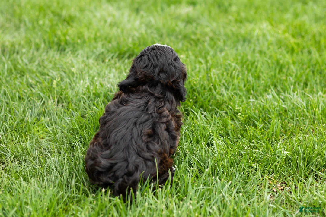 Shihpoo dogs for sale: Ivan - Ad 7